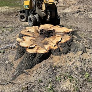 Adam's Stump Grinding