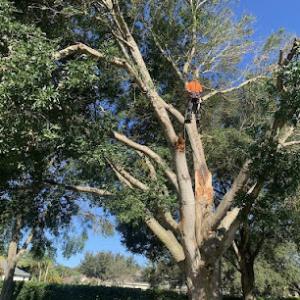 Pensacola Tree Service