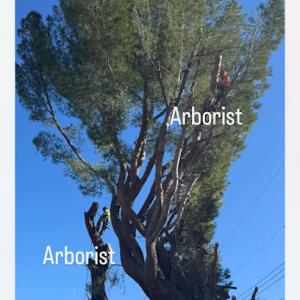 Erik's Tree Service & Brush Clearance