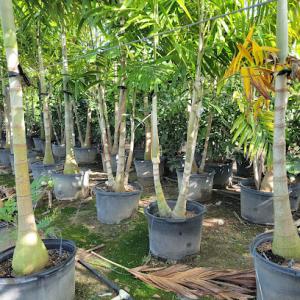 All in One Outdoor Care