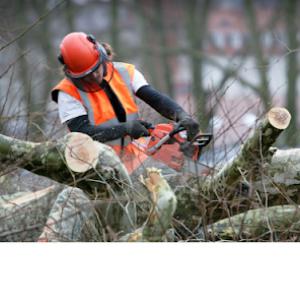 Palma Tree Service