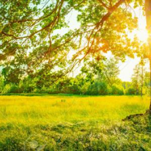 Dependable Tree Service