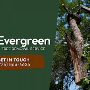 Evergreen Tree Removal Service