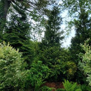 Rayal Tree Care Company