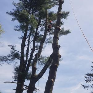 Champion Tree Service