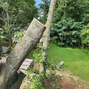 Arreaga Tree Service & Lawncare