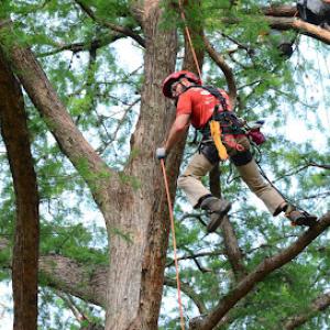 Leatherface Tree Service