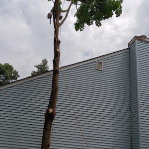 A & A tree service
