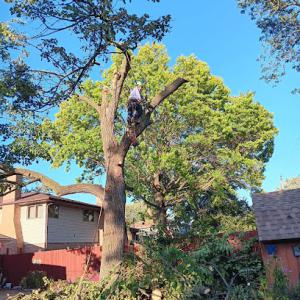 GP Tree Service & Landscaping