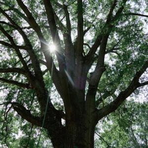 Everett Tree Service