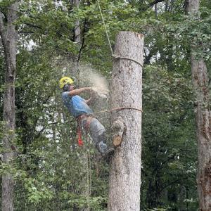 All Green Tree Care Raleigh – Durham