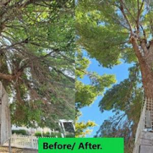 Apex Tree Management