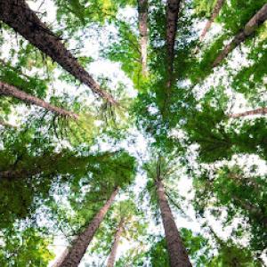 Evergreen Tree Trimming & Removal Service