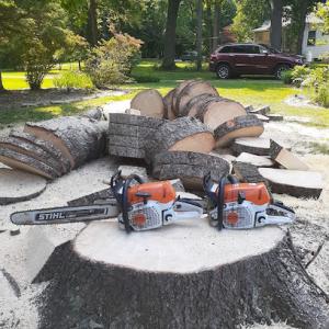 Swell Emergency Tree Removal Service