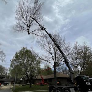 Desert Hot Springs Tree Service