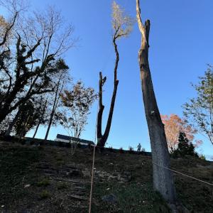 New Creation Tree Service