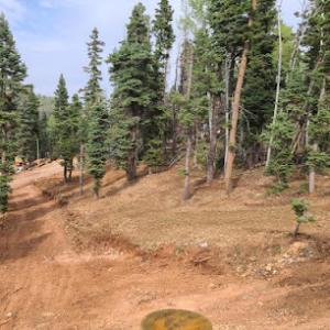 Apex Tree Professionals