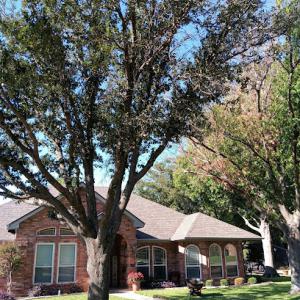Shelinbarger Tree Care
