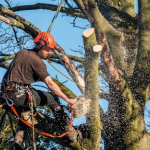Supreme Tree Service