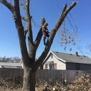 Allens Tree Service