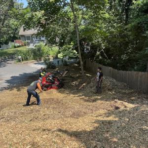 The Big Forest ( Tree Service & Landscaping Service )