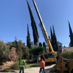 Rivera Tree Service
