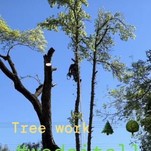 All Points Tree Service