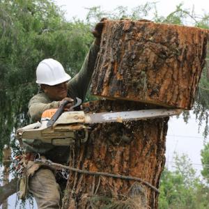 JR's Tree Service & Landscape