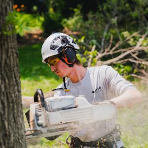 Redwood - Tree Service