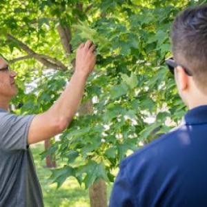 MisterTree Tree Service