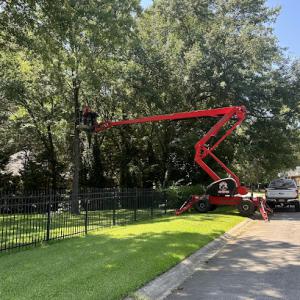 Bear Tree Care LLC - Ballentine, Irmo, Chapin