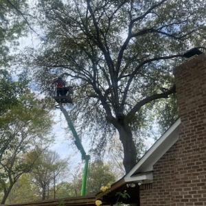 Planet Green Tree Service