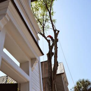 Charleston Tree Company