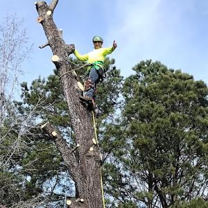 Mixteco Tree Service