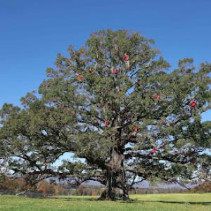 Van Yahres Tree Company