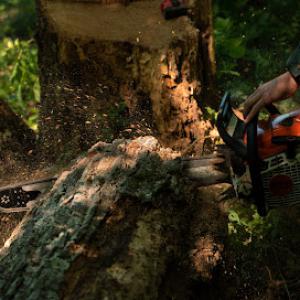 Vanzyl Tree & Landscape