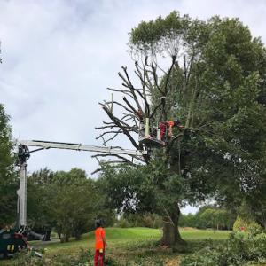 Timberlake's Tree Service Chesapeake