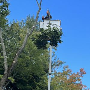 Forrest Tree Services