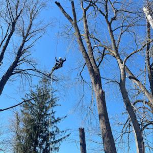 Garcí’s tree service & landscaping