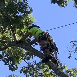 Technical Tree Service