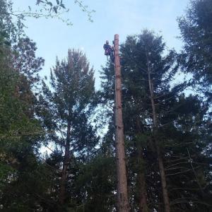 Butte County Tree Service
