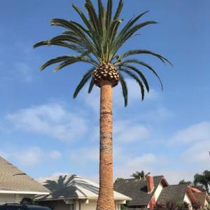 Coastal Arbor Tree Service