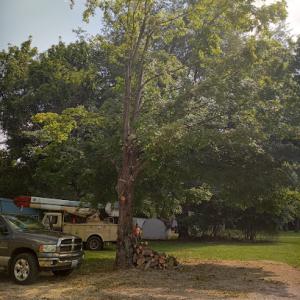 My Favorite Tree Service