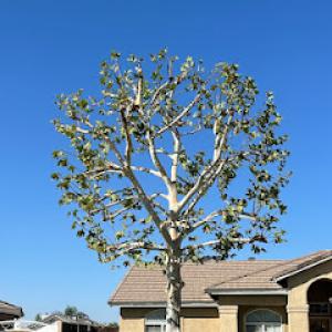 Malpartida Tree Service
