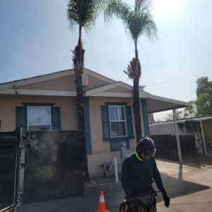 Master Arbor Service