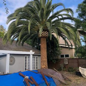 Elite Tree Service La Mesa