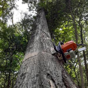 Aliso Viejo Tree Service