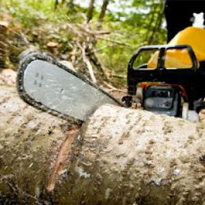 Teague's Tree Service