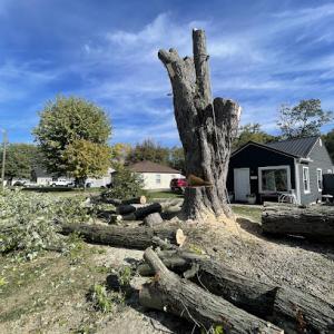 Chacon tree services