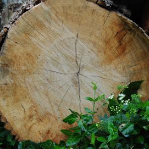 Green Peake Projects